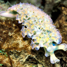 SEA SLUG - Elysia crispata