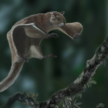 Reconstruction of the 11.6-million-year-old fossil flying squirrel Miopetaurista neogrivensis.