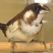Birds learn best when presented with a song tuned to their abilities