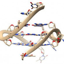 Quadruple-helix DNA structure.