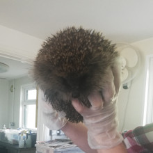 A European hedgehog being held by a carer