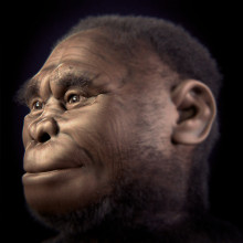 Reconstruction of female Homo floresiensis