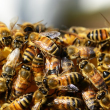 Honey Bees Honey Bees