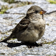 A house sparrow.