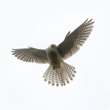 A Kestral