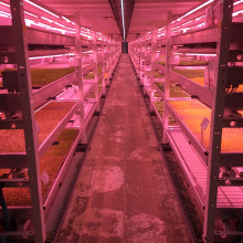 underground farm