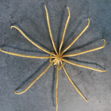 Top down view of a sea spider