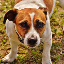 Jack Russell Terrier Dog