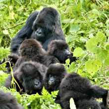 Gorilla with babies