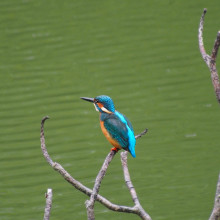 A kingfisher