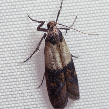 An Indian meal moth.