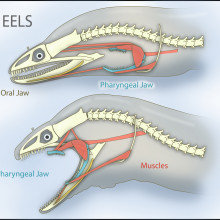 Moray eels have two sets of jaws: 1) the oral jaws that capture prey; and 2) the pharyngeal jaws (similar to the jaws of the monster in the movie, "Alien") that advance into the mouth and move prey from the oral jaws to the esophagus for swallowing.