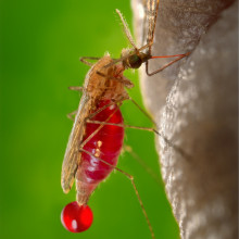 Mosquito feeding