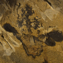 This is a Nanjinganthus fossil, showing its ovary (bottom centre), sepals and petals (on the sides) and a tree-shaped top.