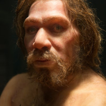 A portrait of a neanderthal in a museum.