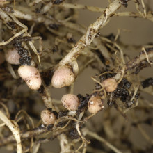 Nodules on roots