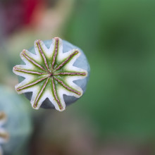 Opium poppy