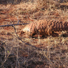 Pangolin (Manis temminckii) in South Africa