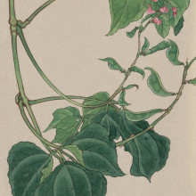 Illustration of a pea plant