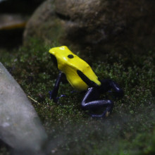 Poison Dart Frog