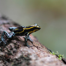 Poison Arrow Frog