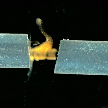 Hydra 