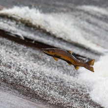 Salmon swimming upstream to mate