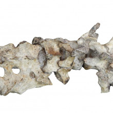 Australopithecus sediba, lumbar vertebrae