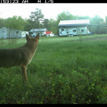 Many mammals have adjusted to life in urban environments.