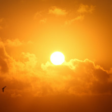 Sun Sun