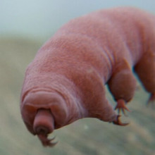 A tardigrade