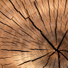 Tree rings indicate the age of a tree in years