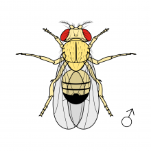 Yellow gene mutant drosophila