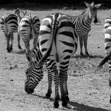Zebras from behind