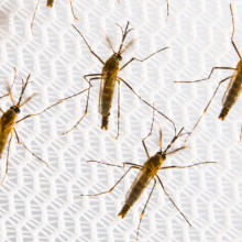 Four adult Aedes aegypti mosquitoes
