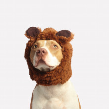 Dog with Lion Hat