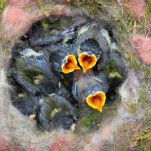 Hungry chicks waiting to be fed in a bird's nest