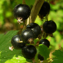 Blackcurrants