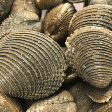 Warty venus clams (Venus verrucosa)