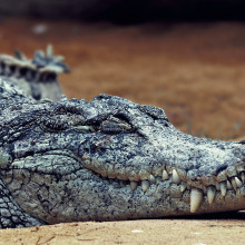 A sleeping crocodile, laying on a rock
