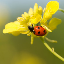 Ladybird