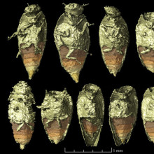 Triamyxa coprolithica, QVARNSTRÖM ET AL. Triamyxa coprolithica, QVARNSTRÖM ET AL.