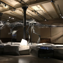 Dinosaur Skeleton