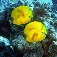 Two Butterfly Fish