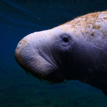 Dugong in the sea