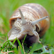 Snail on grass Snail on grass