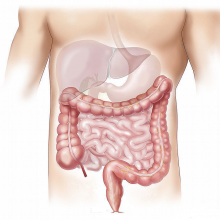 Human abdomen cartoon, showing liver, stomach and intestines