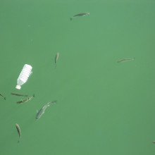 Image of plastic pollution amongst fish