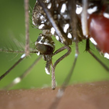 The image shows a mosquito biting a human.