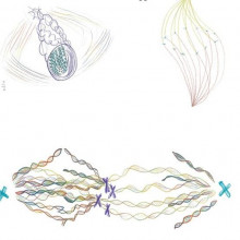 Drawings to illustrate cell division